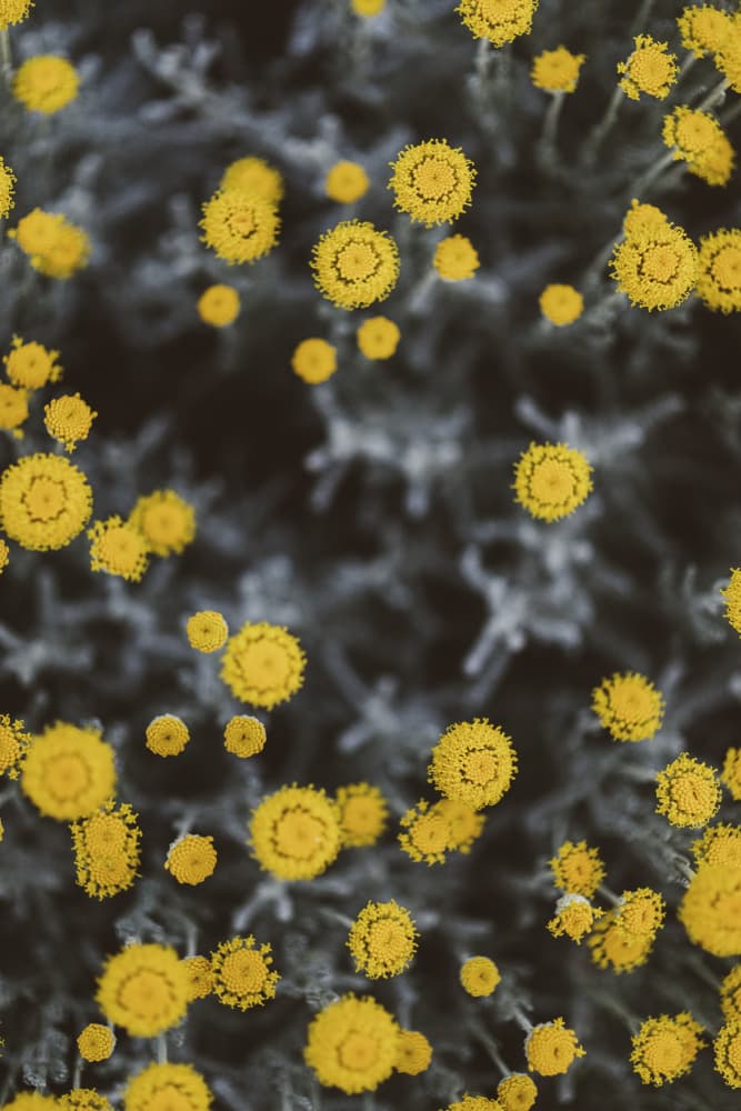 Golden Floral Pattern by Javier Pardina — canvas wall art