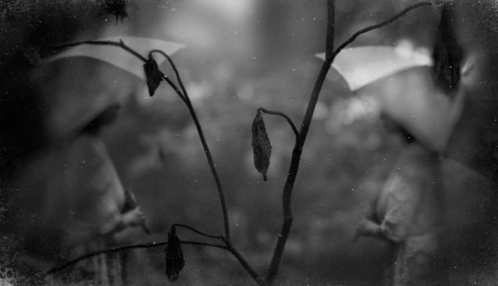 Dreamy Woodland Reflections by Teruhiko Tsuchida — canvas wall art
