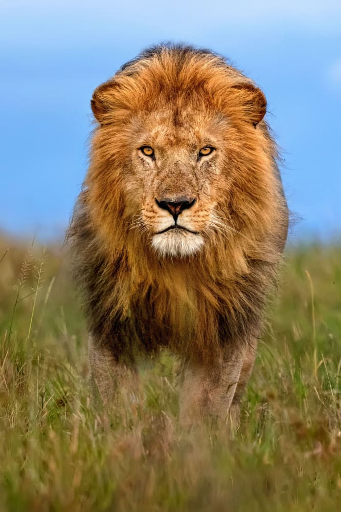 Lion's Golden Gaze by Xavier Ortega — canvas wall art