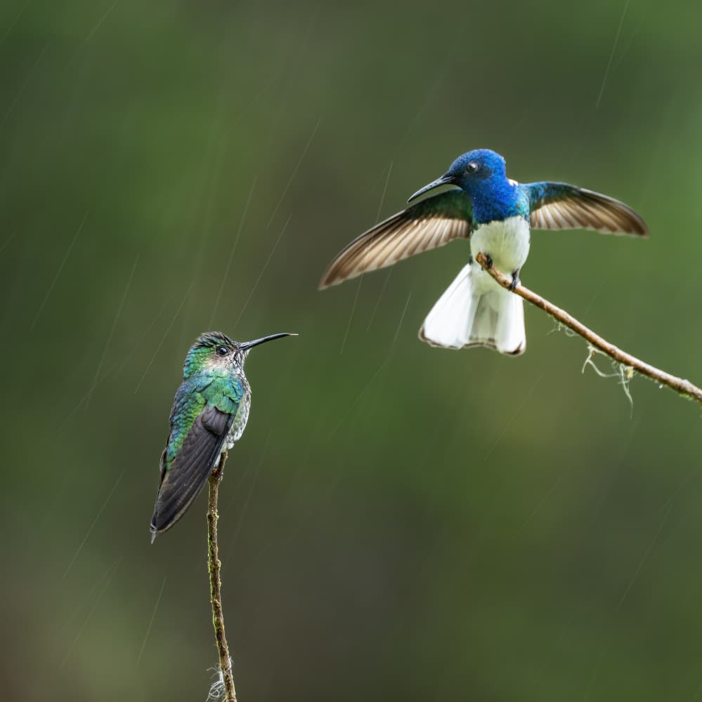 Hummingbirds in Rain by Judy Tseng — canvas wall art
