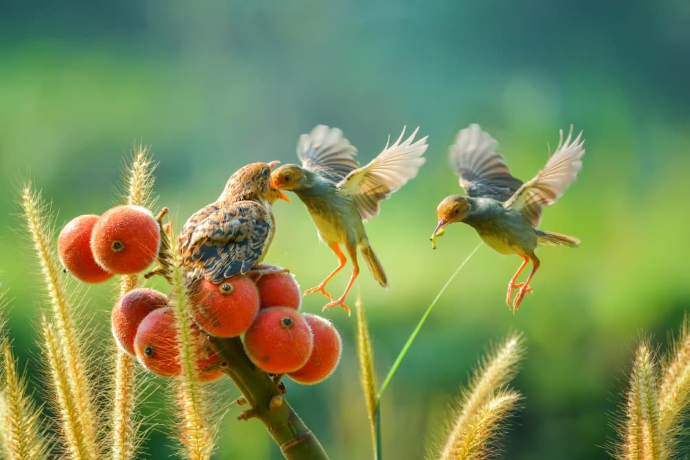 Nurturing Wild Birds by Ajar Setiadi — canvas wall art