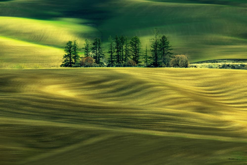 Golden Wavy Fields by Leechee Z — canvas wall art