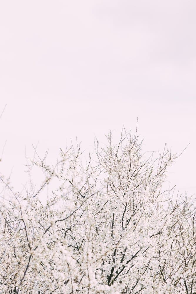 Delicate Spring Blossoms by Pictufy Studio III — canvas wall art