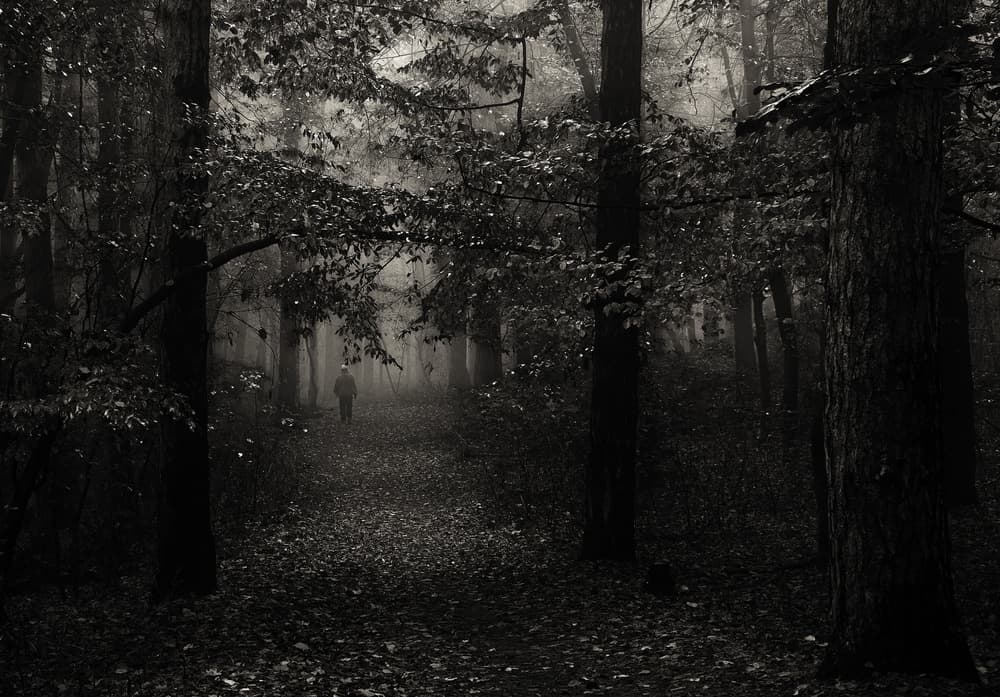 Misty Forest Walk by Julien Oncete — canvas wall art