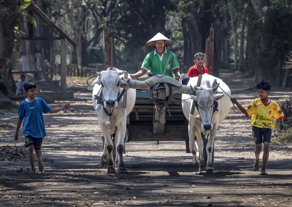 Traditional Ox Cart Journey by Agus Adriana — canvas wall art