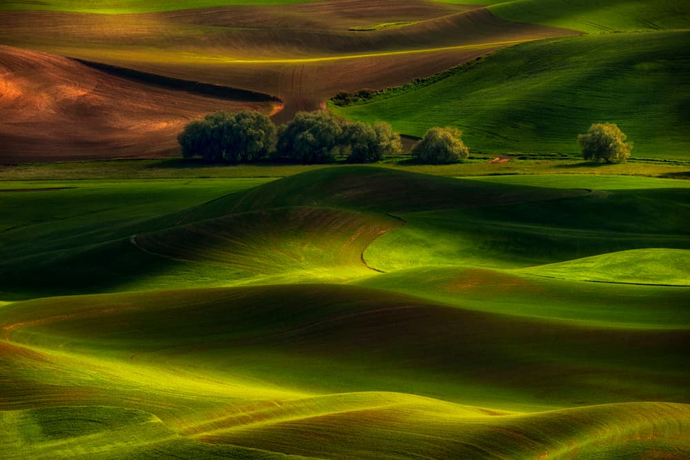 Sunlit Rolling Green Hills by Lydia Jacobs — canvas wall art