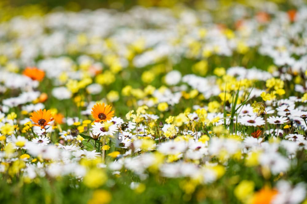 Spring Wildflower Meadow by Etienne Steenkamp — canvas wall art