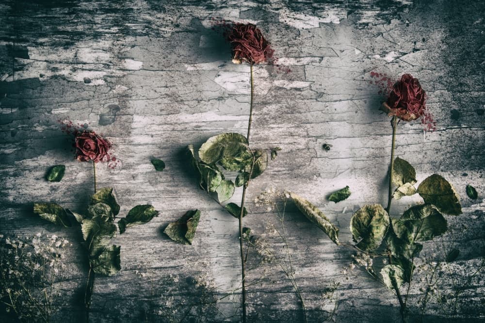Withered Roses on Wood by Petri Damstén — canvas wall art