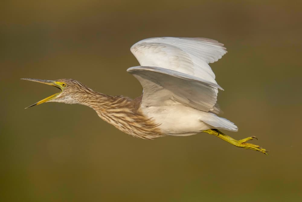Calling Heron in Flight by Rajat Dhesi — canvas wall art
