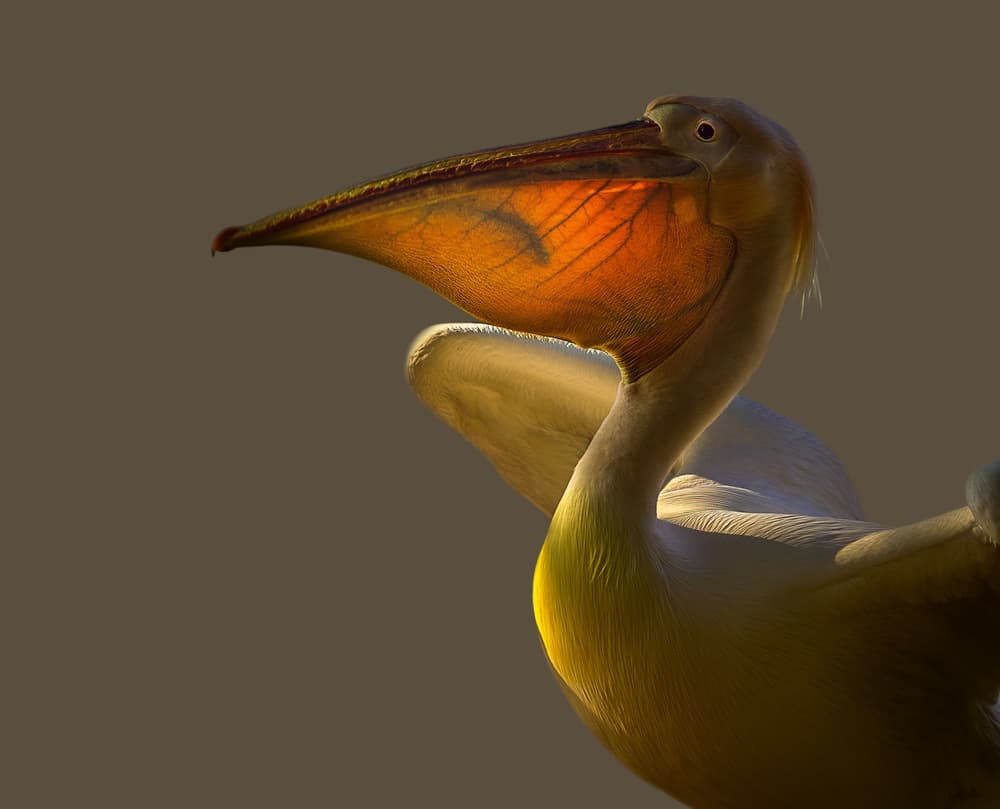Pelican's Golden Catch by Jealousy — canvas wall art