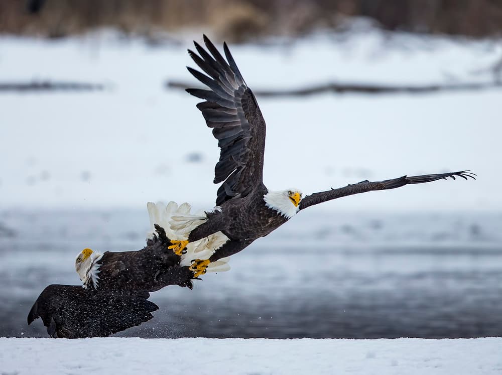 Bald Eagles Winter Clash by Shlomo Waldmann — canvas wall art