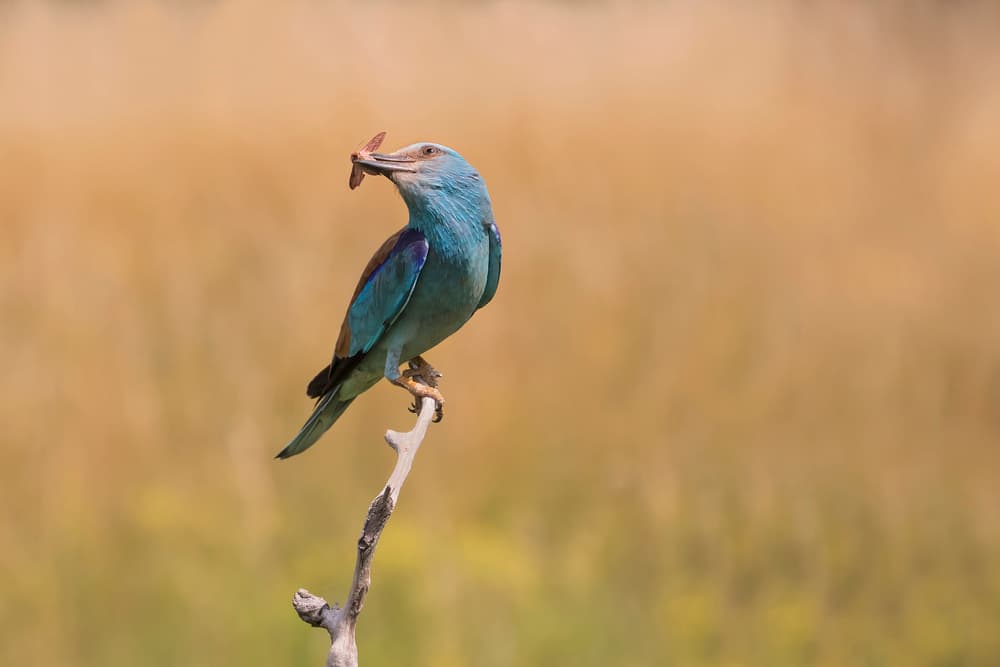 Blue Roller Perched by Phillip Chang — canvas wall art