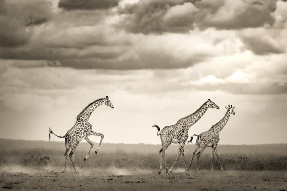 Running Giraffes Safari by Ali Khataw — canvas wall art