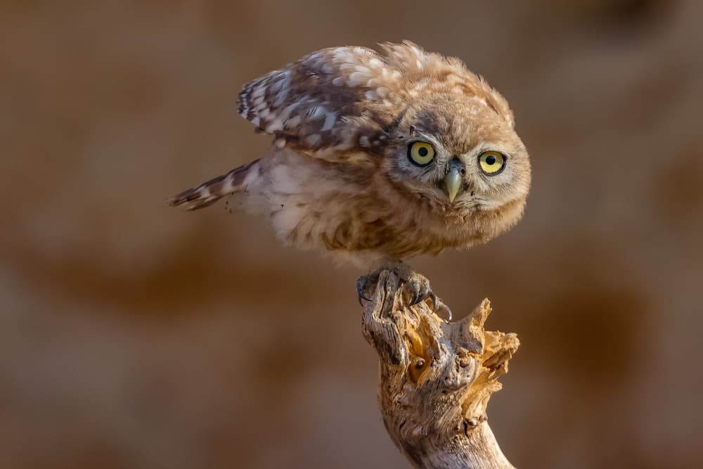 Curious Little Owl by David Manusevich — canvas wall art