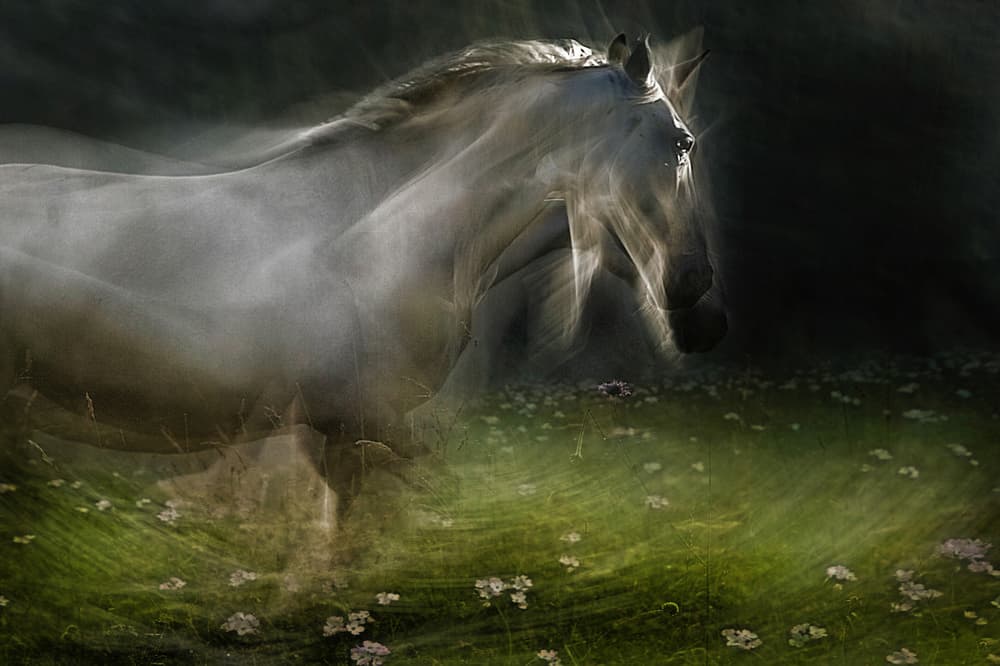 Ethereal White Horse Meadow by Milan Malovrh — canvas wall art