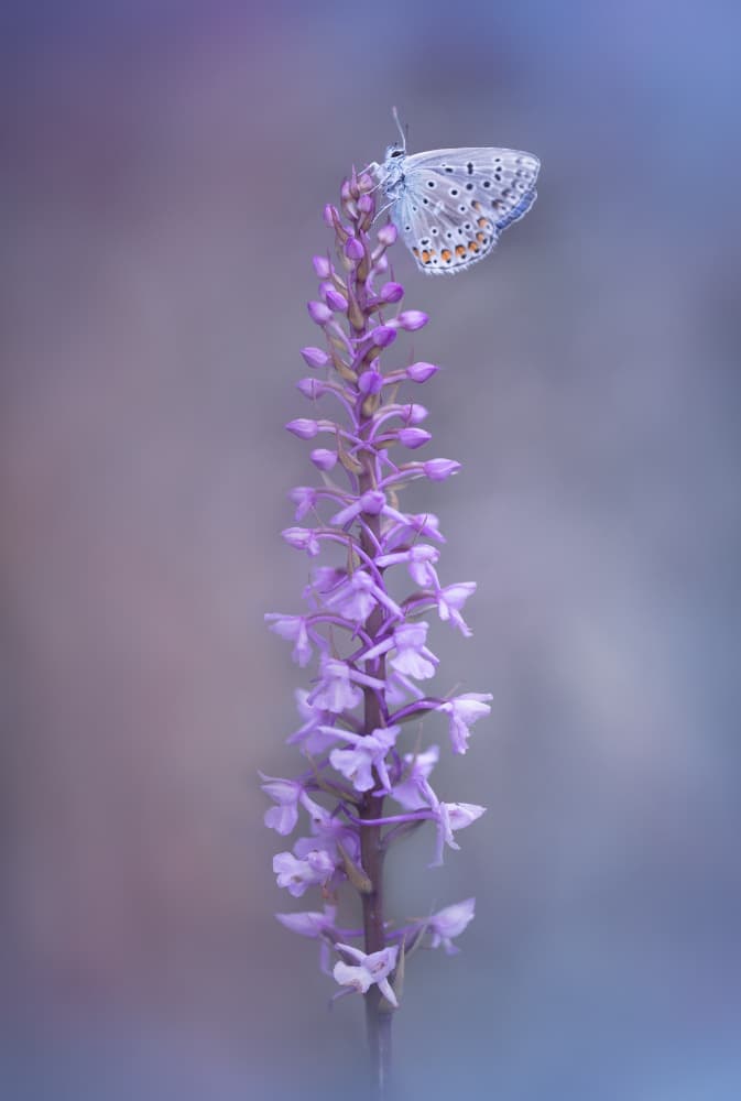 Delicate Blue Butterfly Orchid by Fabrizio Daminelli — canvas wall art