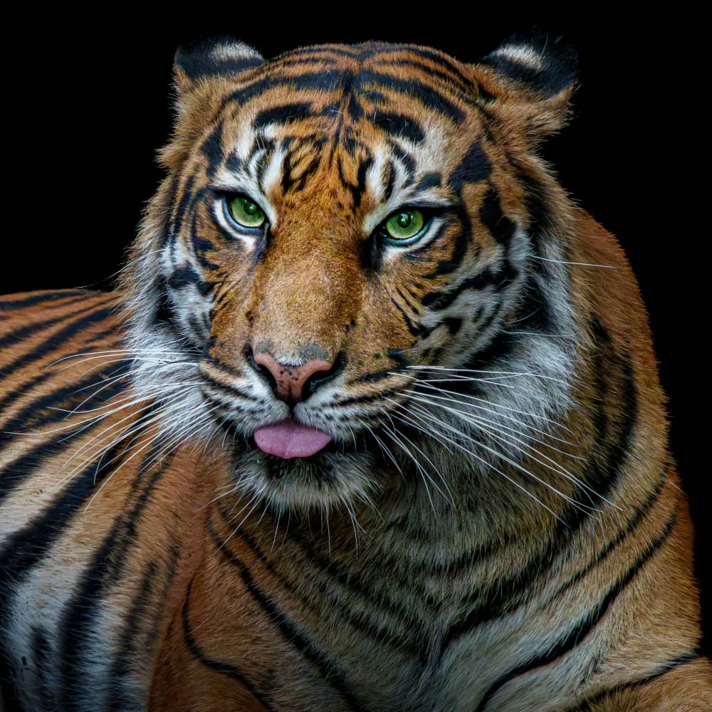 Playful Tiger Gaze by Stephan Rückert — canvas wall art