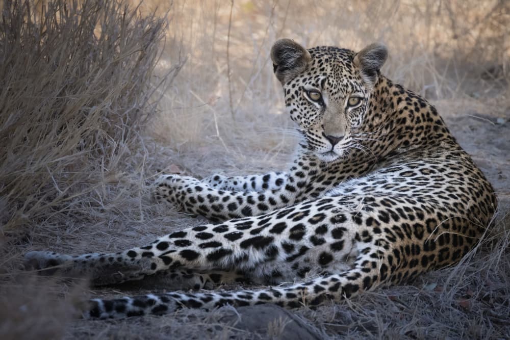 Leopard's Watchful Rest by Ali Khataw — canvas wall art