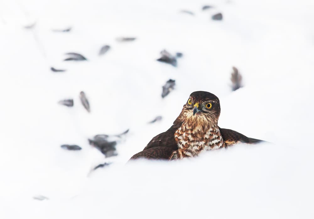 Snowy Predator's Gaze by Allan Wallberg — canvas wall art