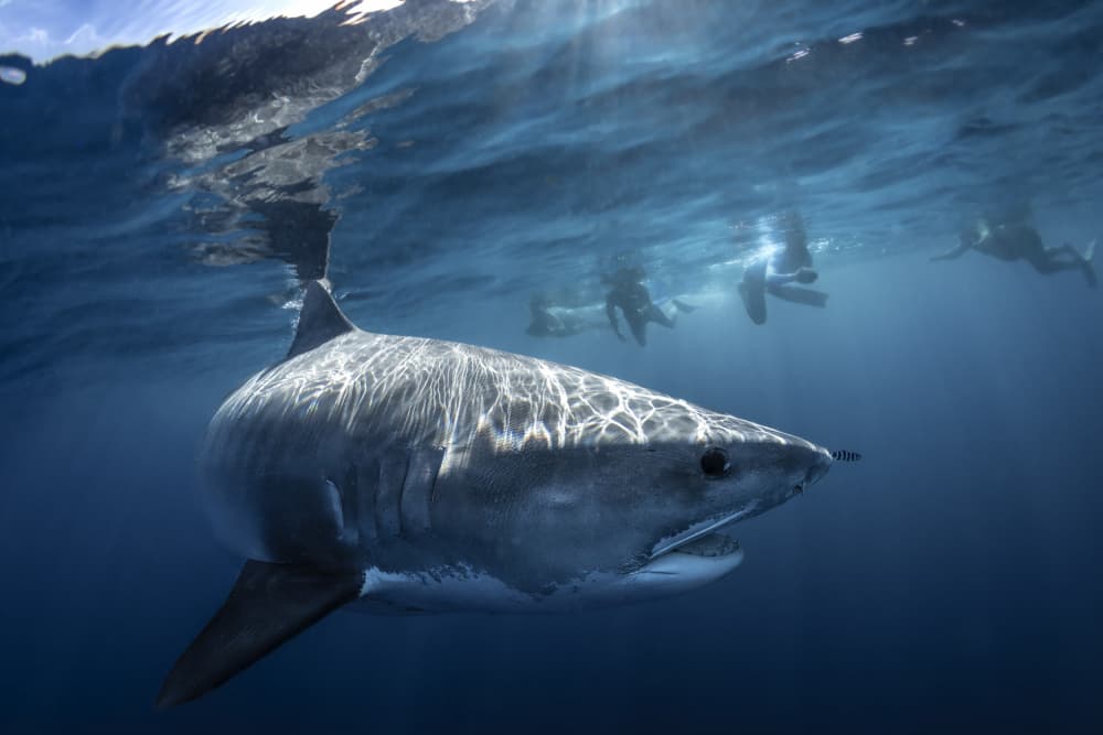Sunlit Great White Shark by Barathieu Gabriel — canvas wall art