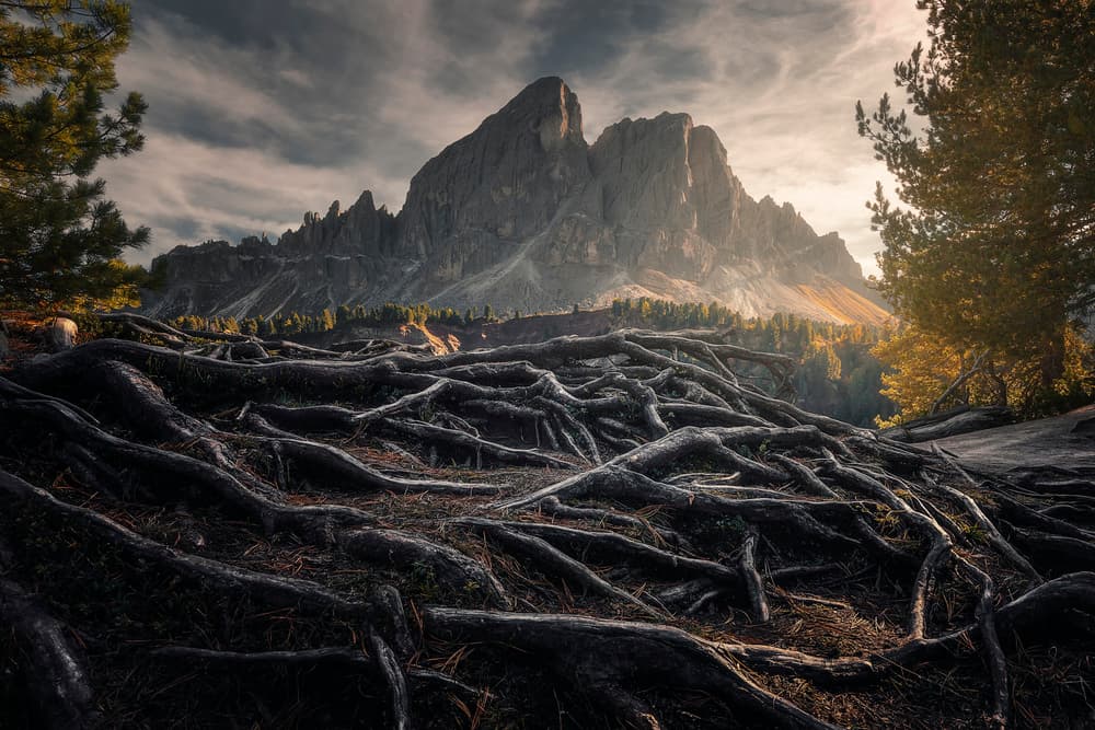 Rugged Mountain Roots by Thomas de Franzoni — canvas wall art