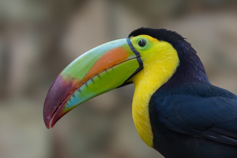 Rainbow Beak Toucan by Guy Wilson — canvas wall art