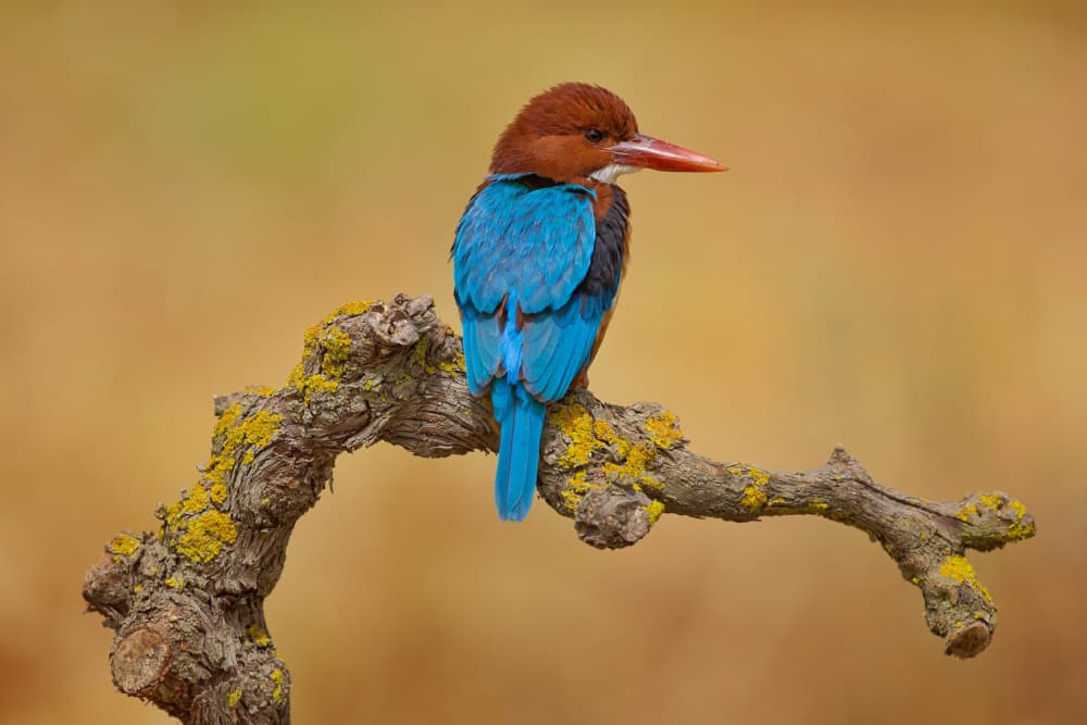 Blue Kingfisher on Branch by David Manusevich — canvas wall art