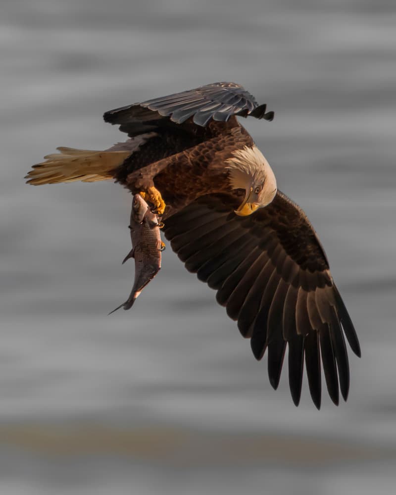 Bald Eagle's Catch by Rob Li — canvas wall art