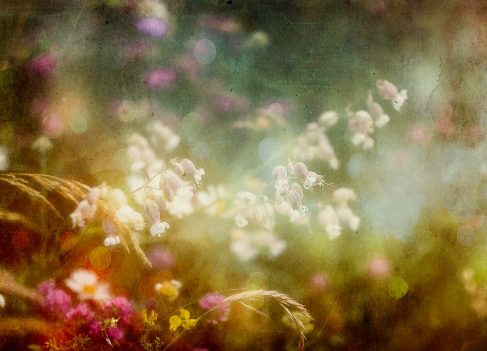 Dreamy Garden Blooms by Stefan Eisele — canvas wall art