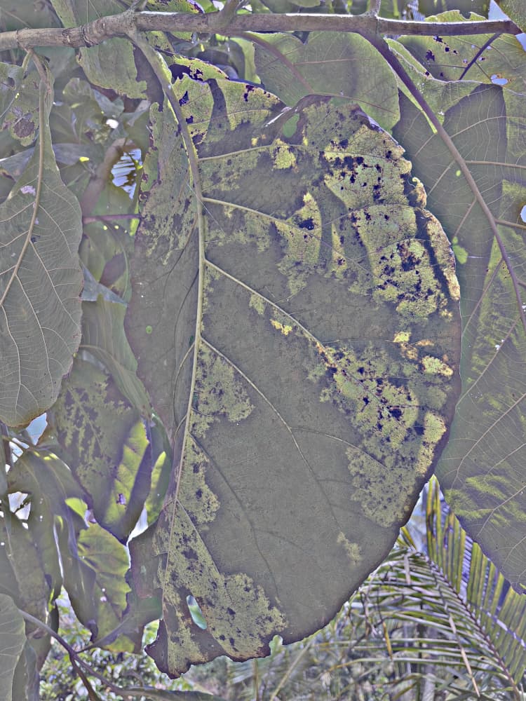 Weathered Jungle Leaf by Santhosh ch — canvas wall art