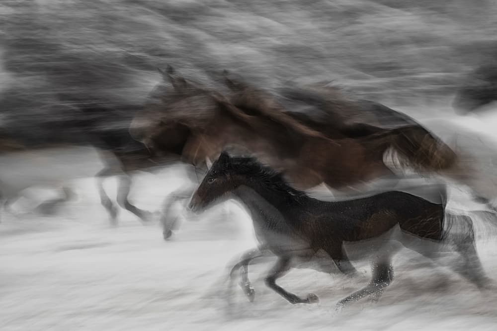 Wild Horses Winter Run by Milan Malovrh — canvas wall art