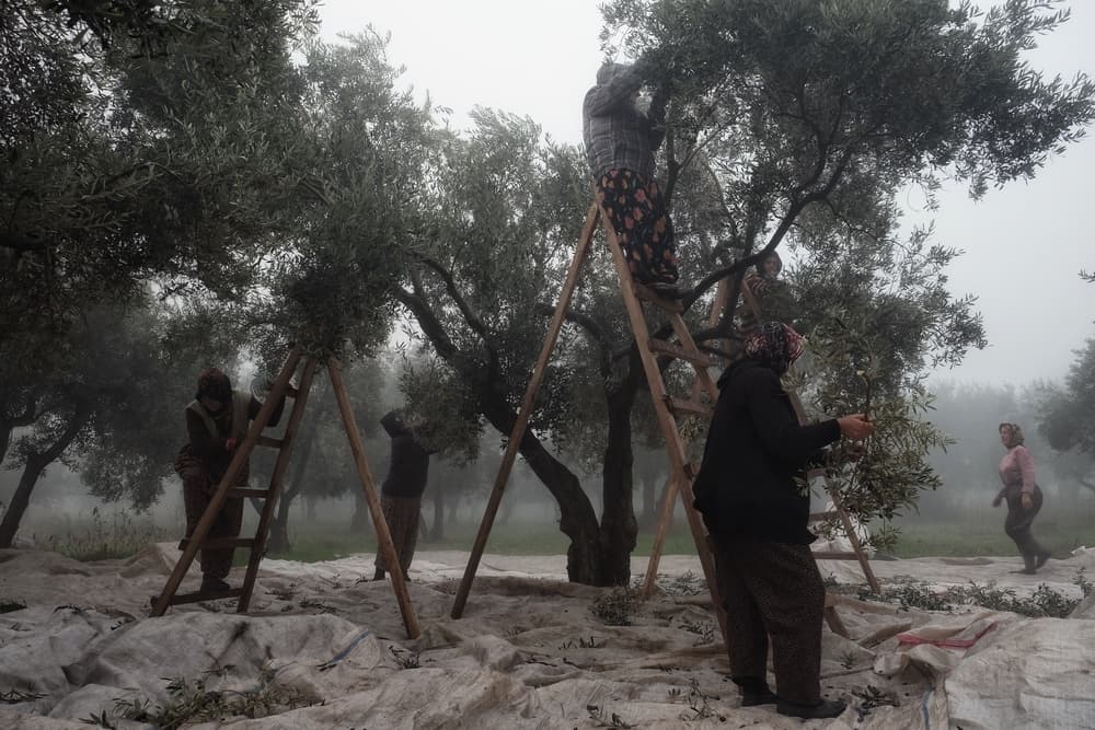 Olive Workers 2 by Ali Ayer — canvas wall art