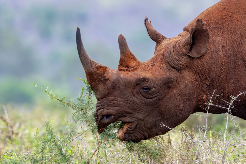 Black Rhino Grazing by Alessandro Catta — canvas wall art