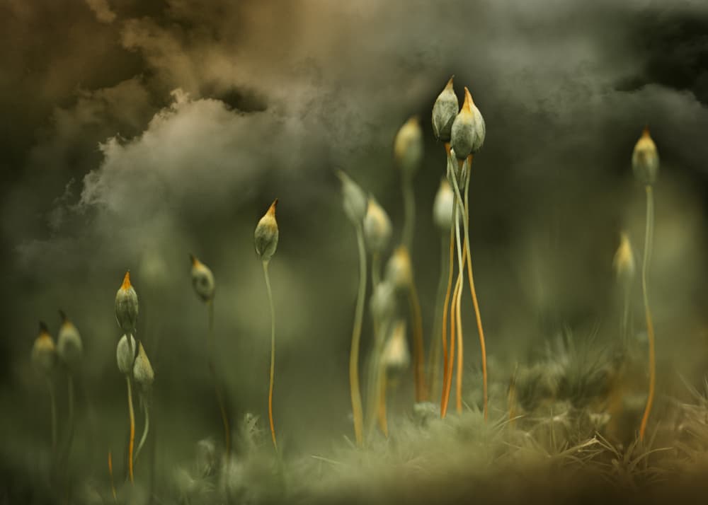 Ethereal Moss Growth by Kristina Zvinakeviciute — canvas wall art