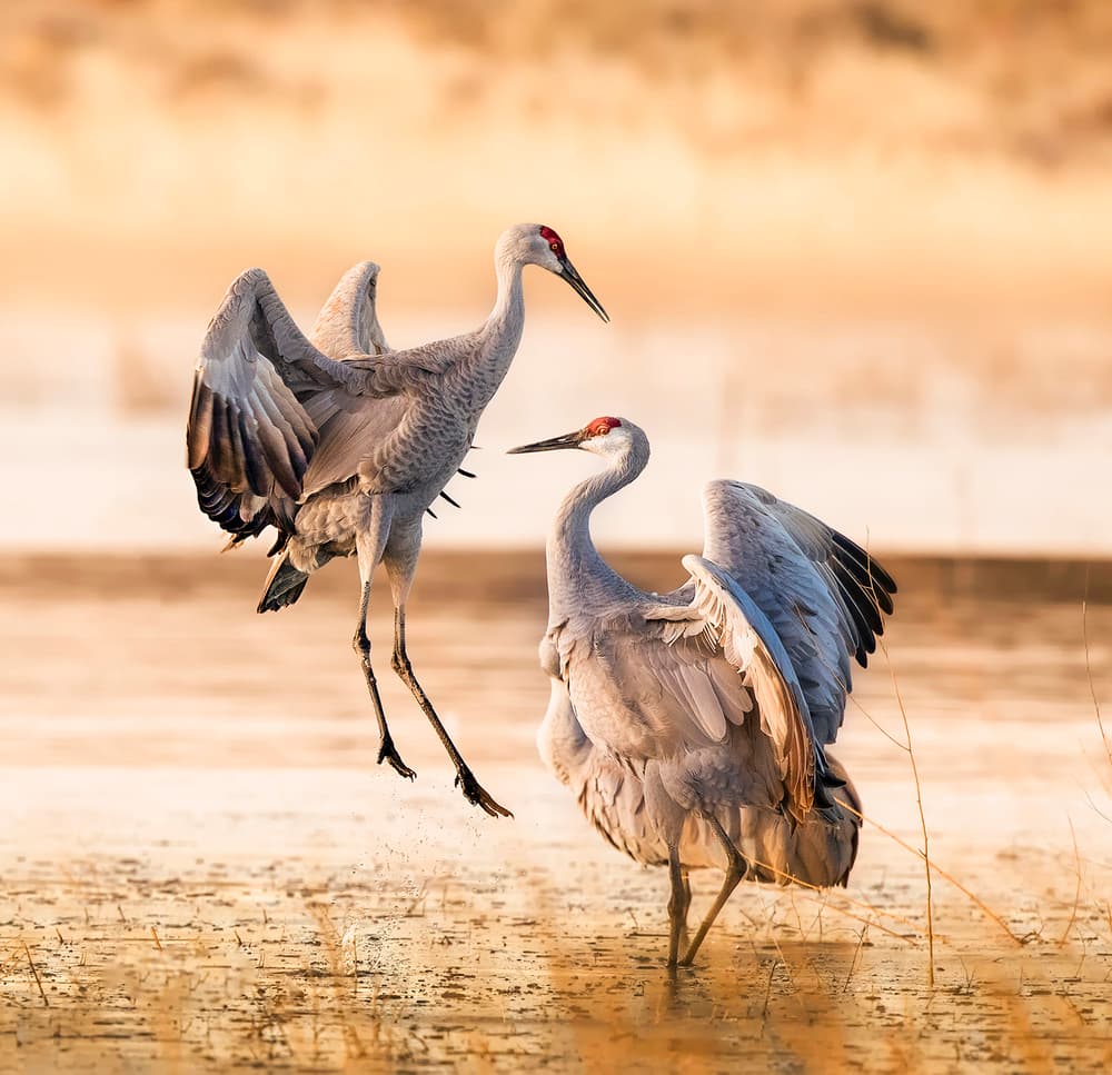 Sandhill Cranes Landing by Judy Tseng — canvas wall art