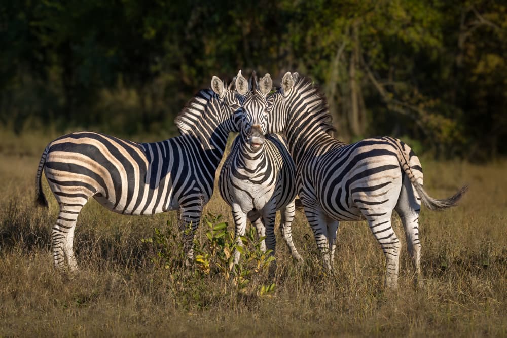African Zebra Herd by Mark Strom — canvas wall art