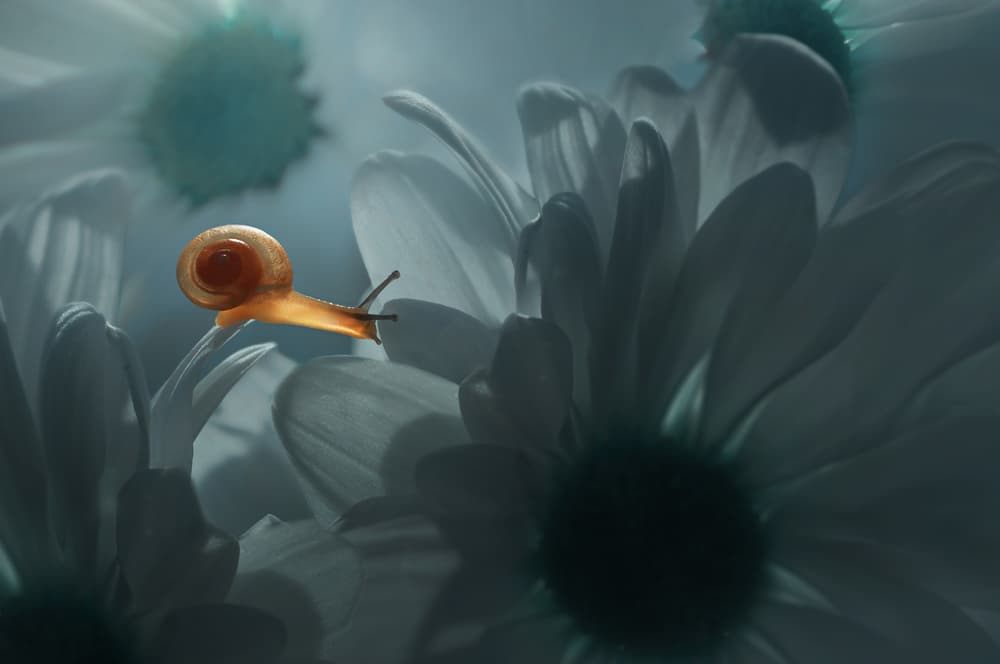 Glowing Snail Among Petals by Edy Pamungkas — canvas wall art