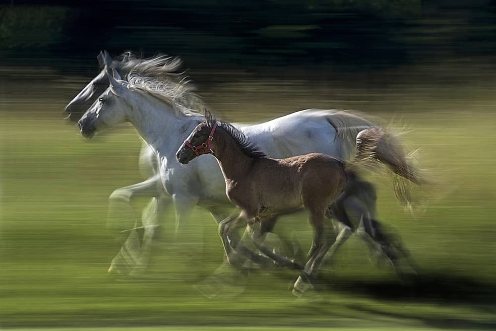 Galloping Mare And Foal by Milan Malovrh — canvas wall art