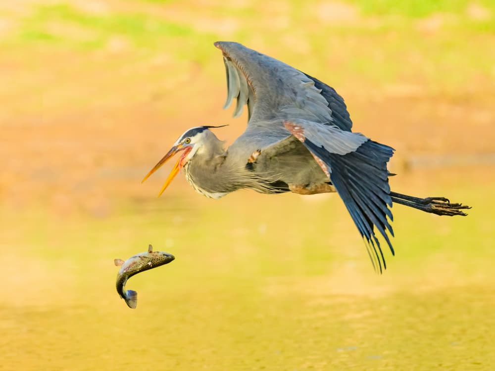 Flying Heron Catches Fish by Moses Wang — canvas wall art