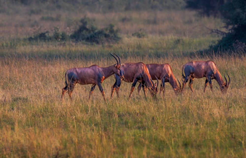 Topis in Golden Light by Allen SDCA — canvas wall art
