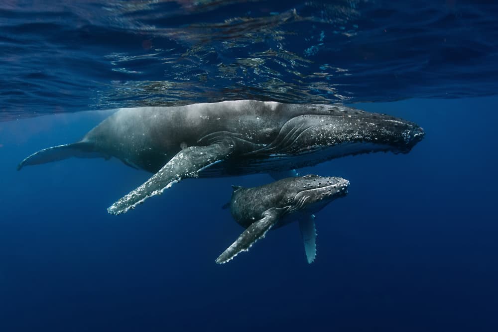 Mother Humpback and Calf by Cédric Péneau — canvas wall art