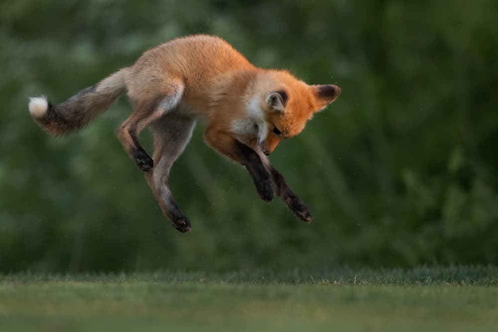 Leaping Red Fox by Bill Lu — canvas wall art