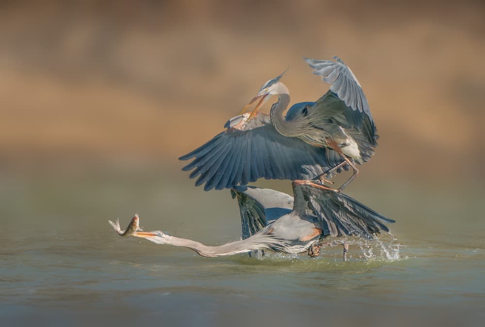 Herons Battle Over Fish by Alex Li — canvas wall art