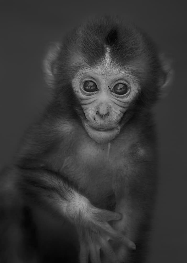 Curious Baby Monkey by Kaisyakuji Yushi — canvas wall art