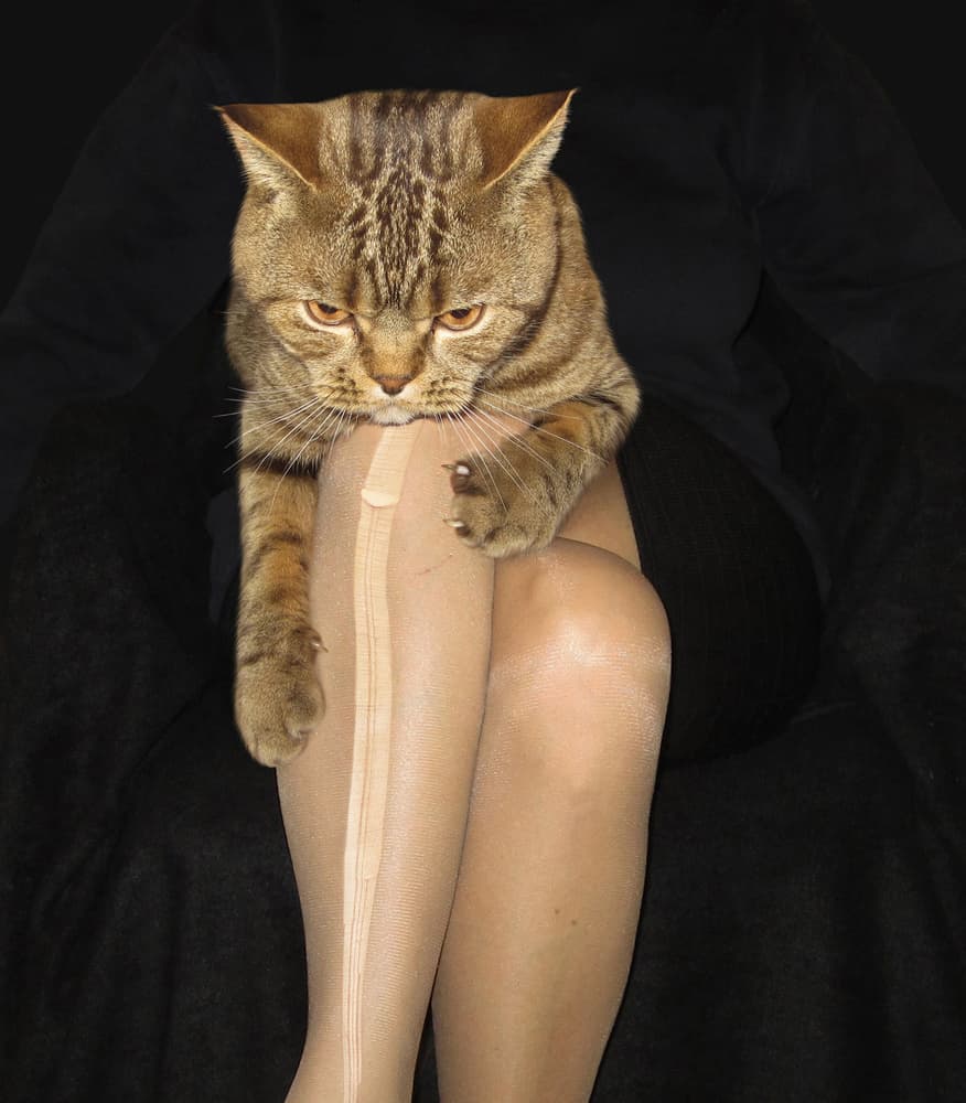 Grumpy Cat on Legs by Iryna Kuznetsova (Iridi) — canvas wall art