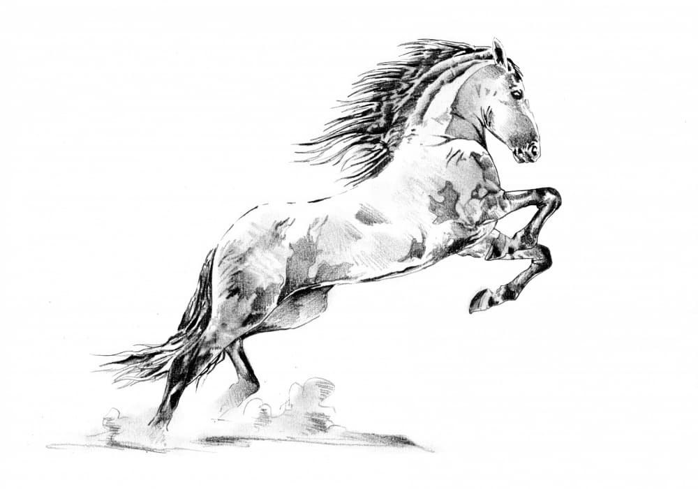 Rearing Appaloosa Horse by Kulik — canvas wall art