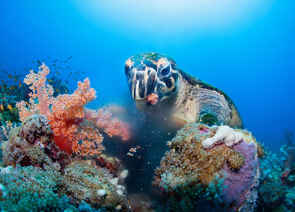 Vibrant Coral Turtle by Andrey Narchuk — canvas wall art