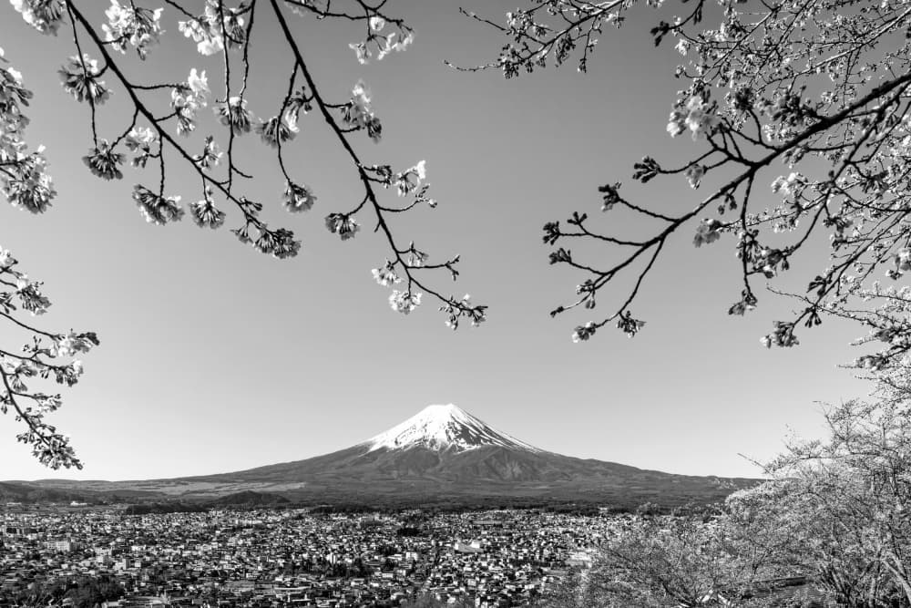 Mount Fuji Cherry Blossoms by Melanie Viola — canvas wall art