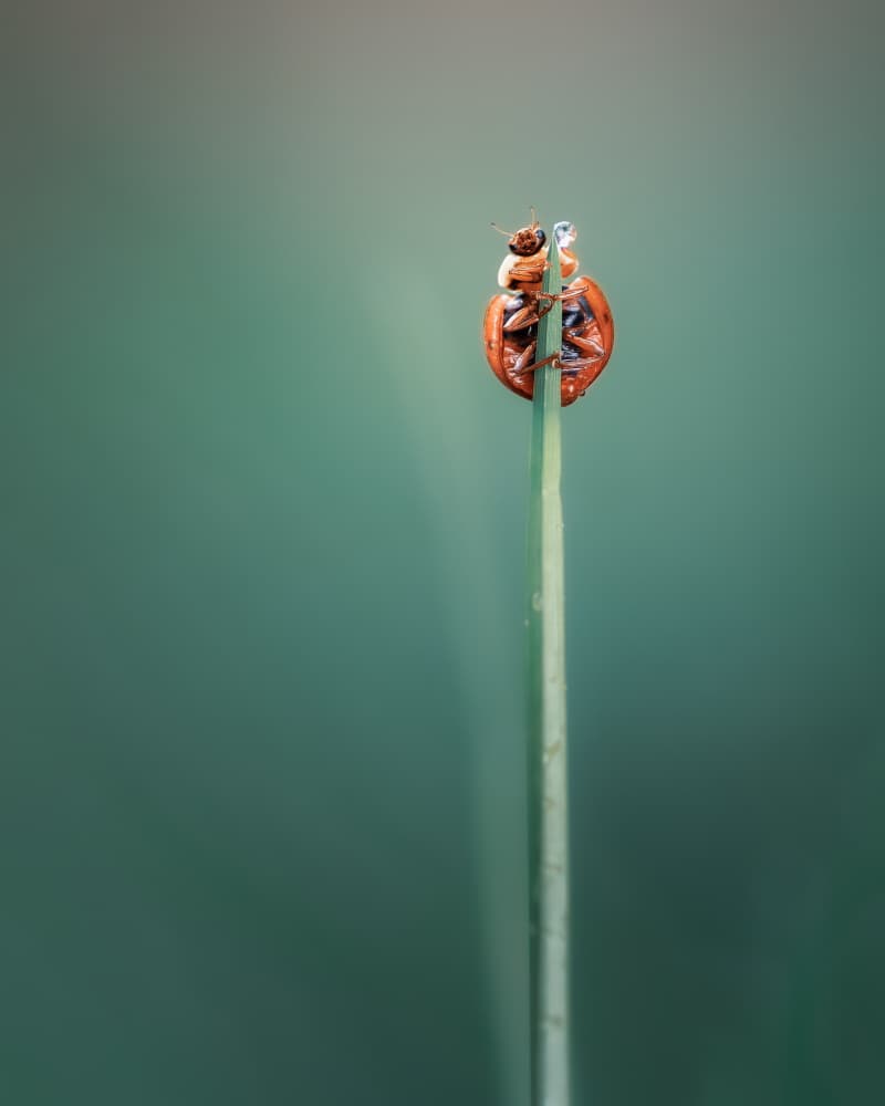 Upside Down Ladybug by Atul Saluja — canvas wall art