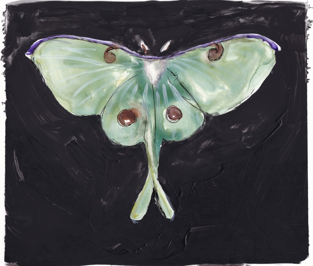 Green Luna Moth by Christine Lindstrom — canvas wall art